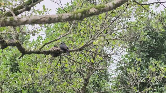 Black Drongo - ML659659356