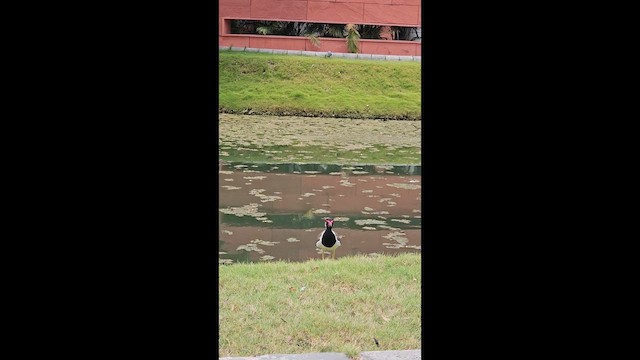 Red-wattled Lapwing - ML659659505