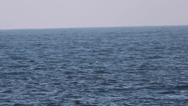 Black-vented Shearwater - ML659659753