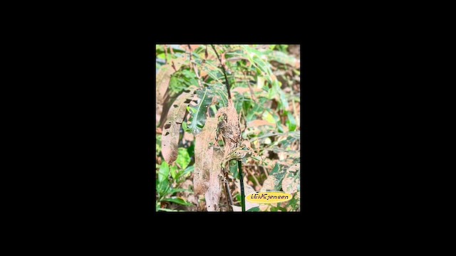 Copper-throated Sunbird - ML659659786
