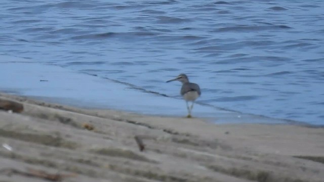 Gray-tailed Tattler - ML659659839