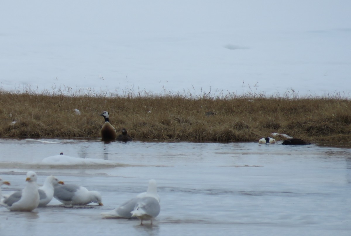Steller's Eider - ML659659930