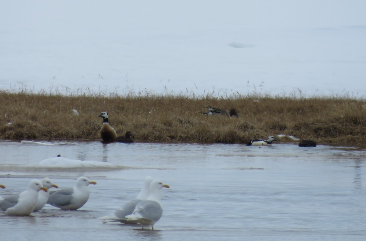 Steller's Eider - ML659659931