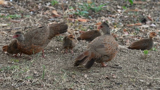 Red Spurfowl - ML659660044