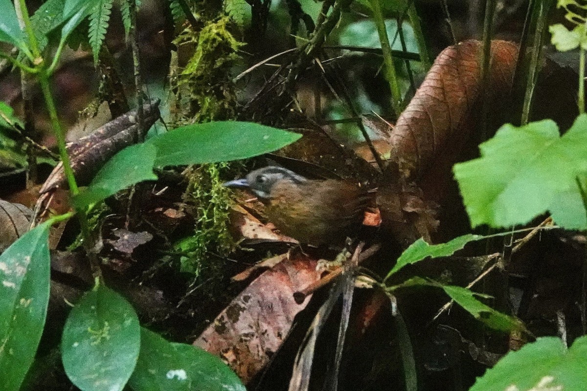 Gray-throated Babbler - ML659660072