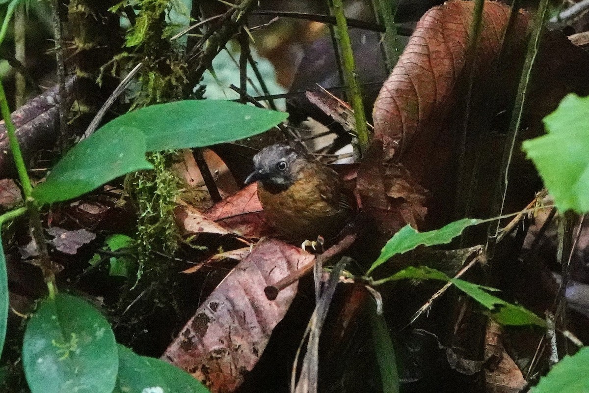 Gray-throated Babbler - ML659660073