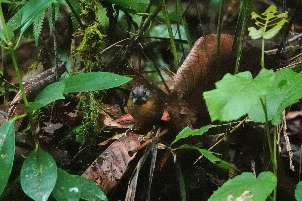 Gray-throated Babbler - ML659660074