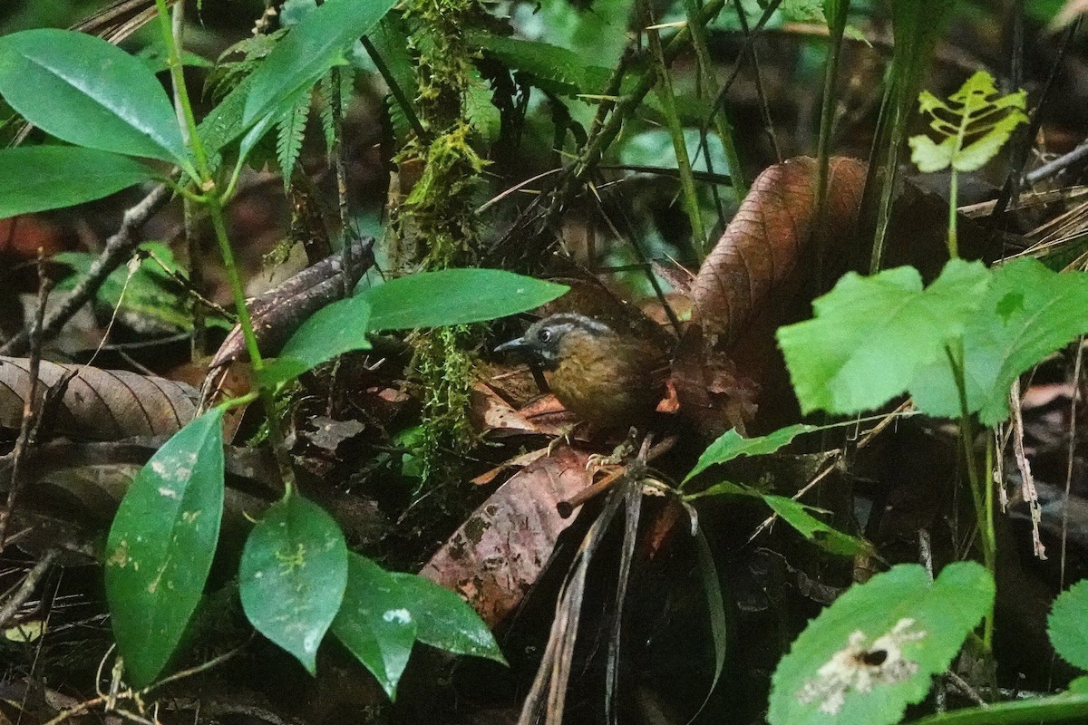 Gray-throated Babbler - ML659660075