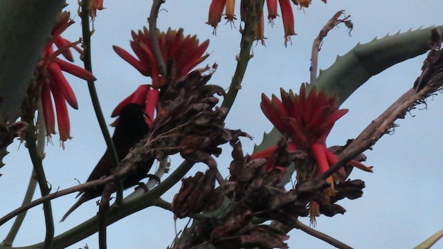 Scarlet-chested Sunbird - ML659660299
