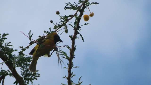 Lesser Masked-Weaver - ML659660334