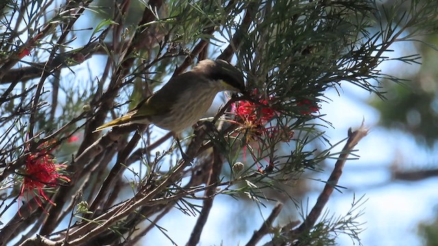 Singing Honeyeater - ML659660358
