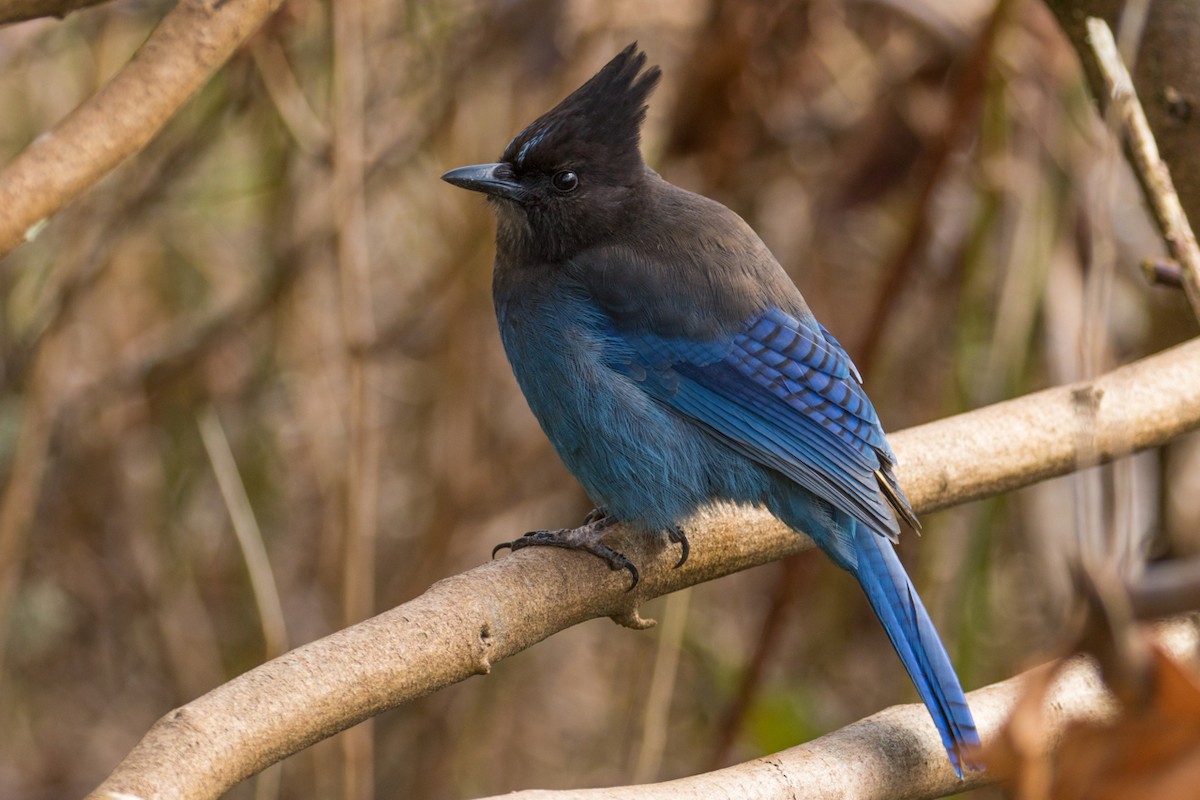 Steller's Jay - ML65966041