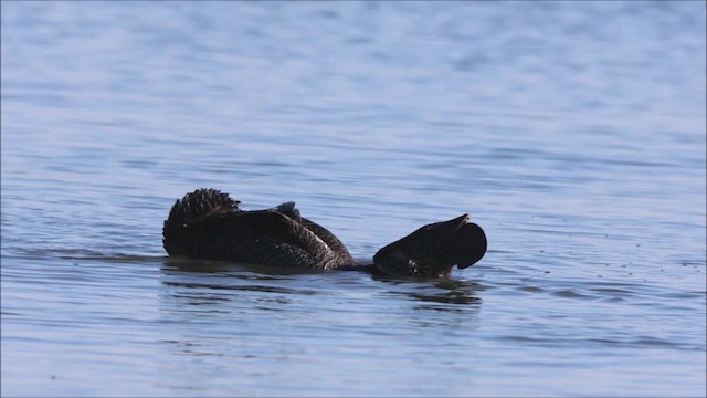 Musk Duck - ML659660491