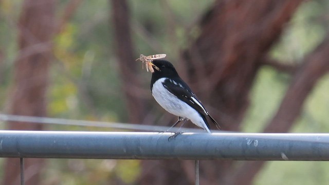 Hooded Robin - ML659660589