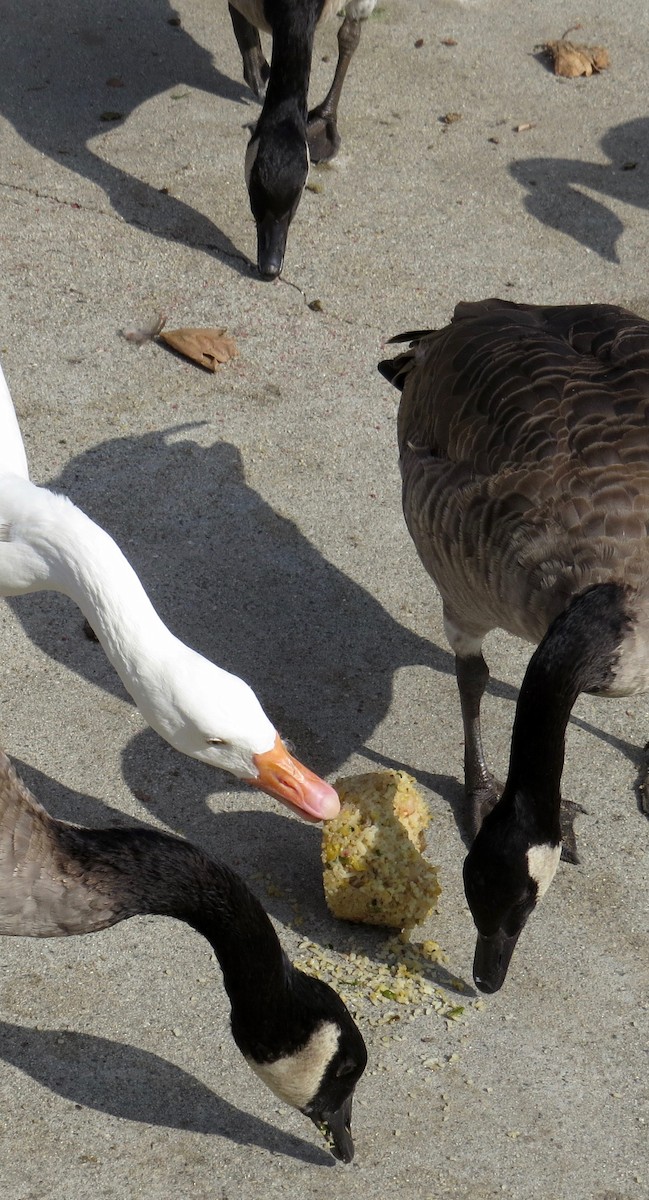 Domestic goose sp. x Canada Goose (hybrid) - ML65966061