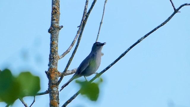 Gray Catbird - ML659660705