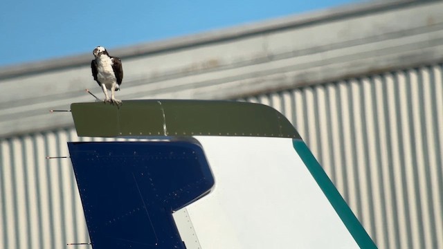 Osprey - ML659661195