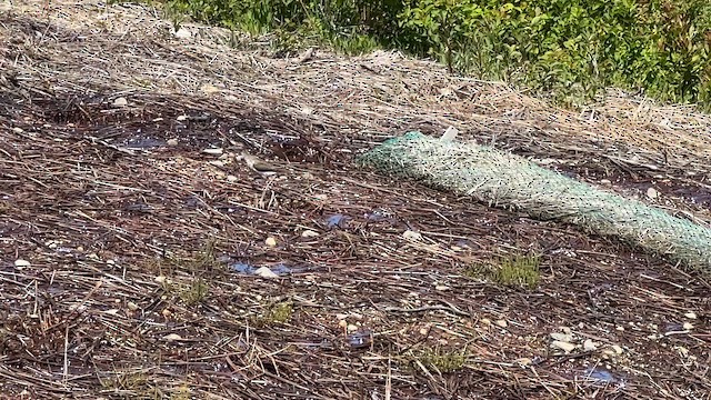 Spotted Sandpiper - ML659661236