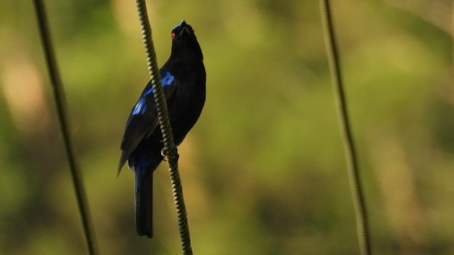 Philippine Fairy-bluebird - ML659661553
