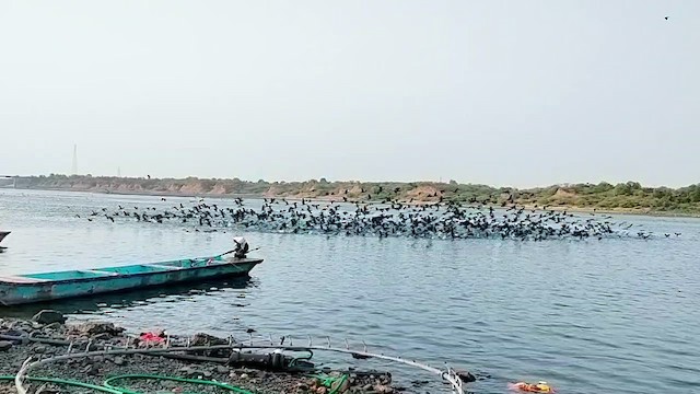 Little Cormorant - ML659661703