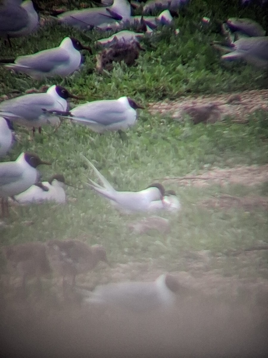 Roseate Tern - ML659661755