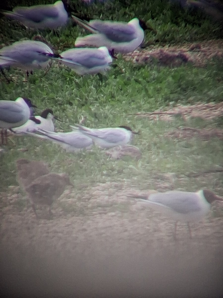 Roseate Tern - ML659661757