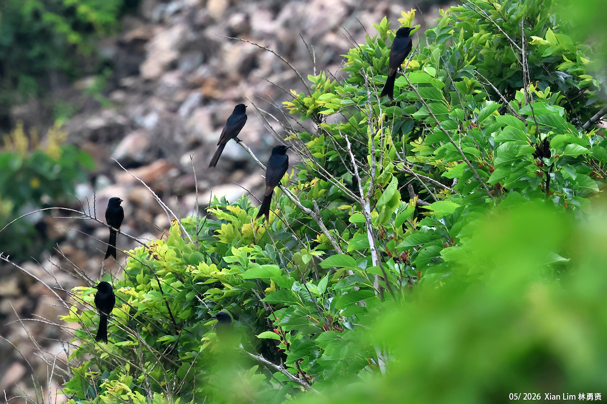 Kara Drongo - ML659661808