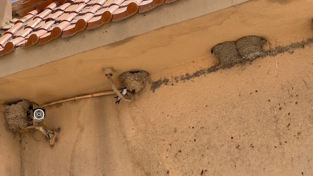 Western House-Martin - ML659661841