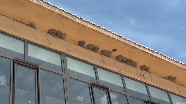 Western House-Martin - ML659661842