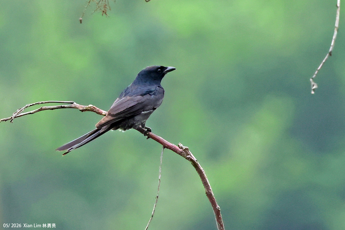 Kara Drongo - ML659661843