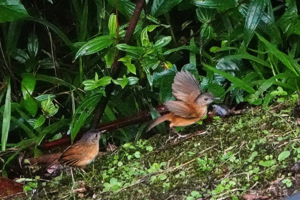 Temminck's Babbler - ML659662313