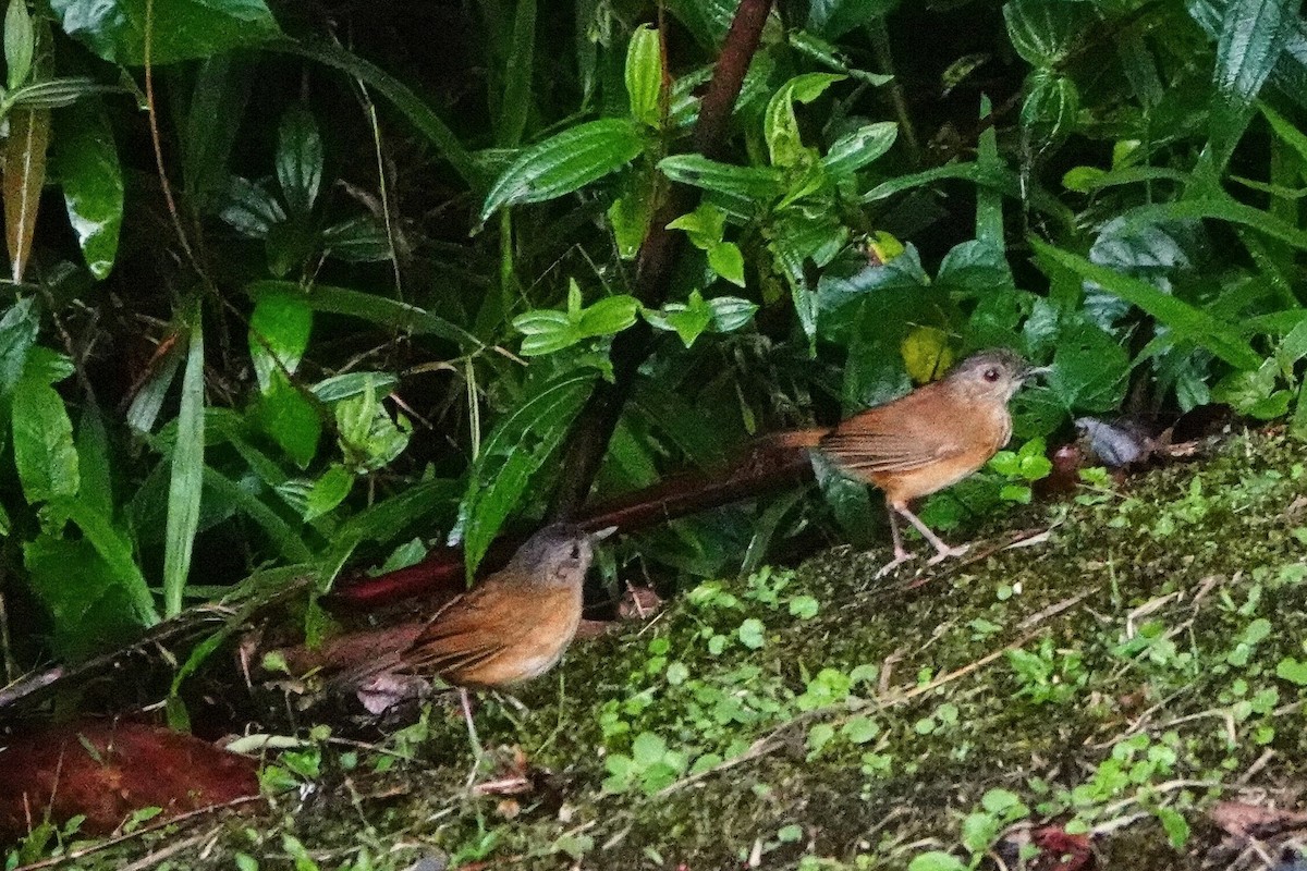 Temminck's Babbler - ML659662314