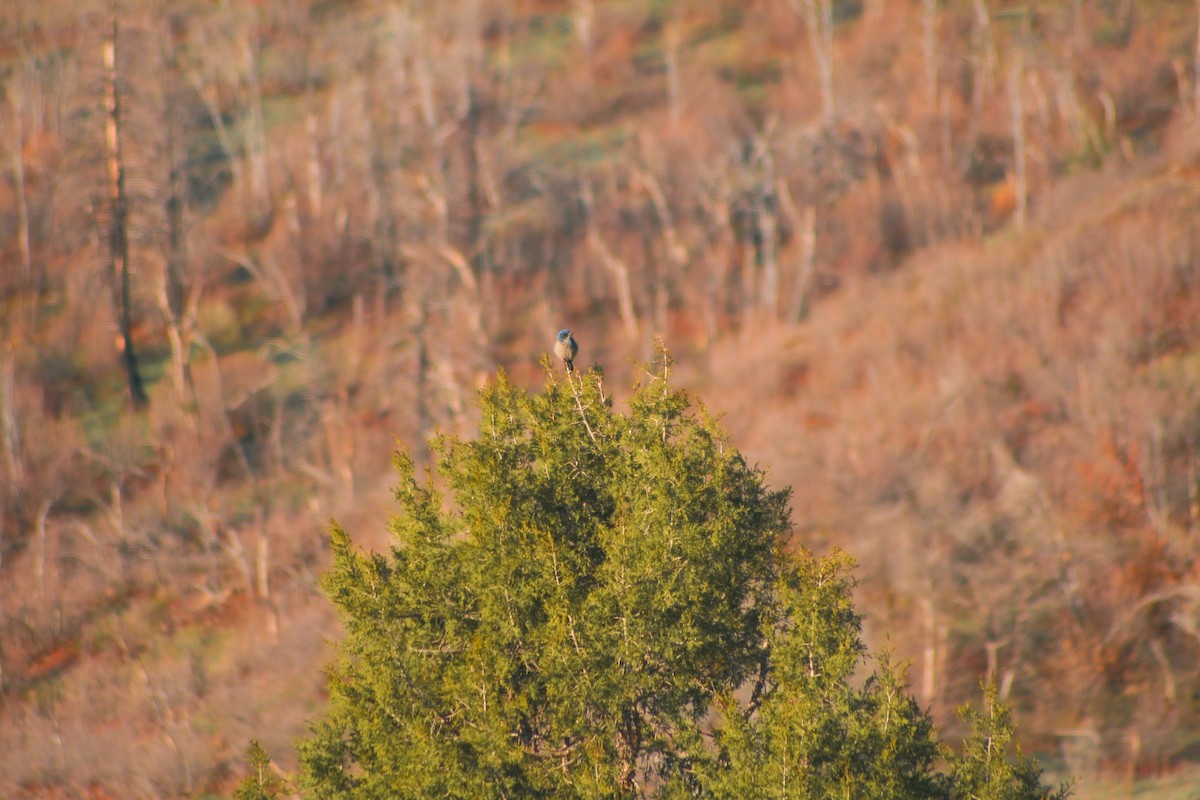 Woodhouse's Scrub-Jay - ML659662316
