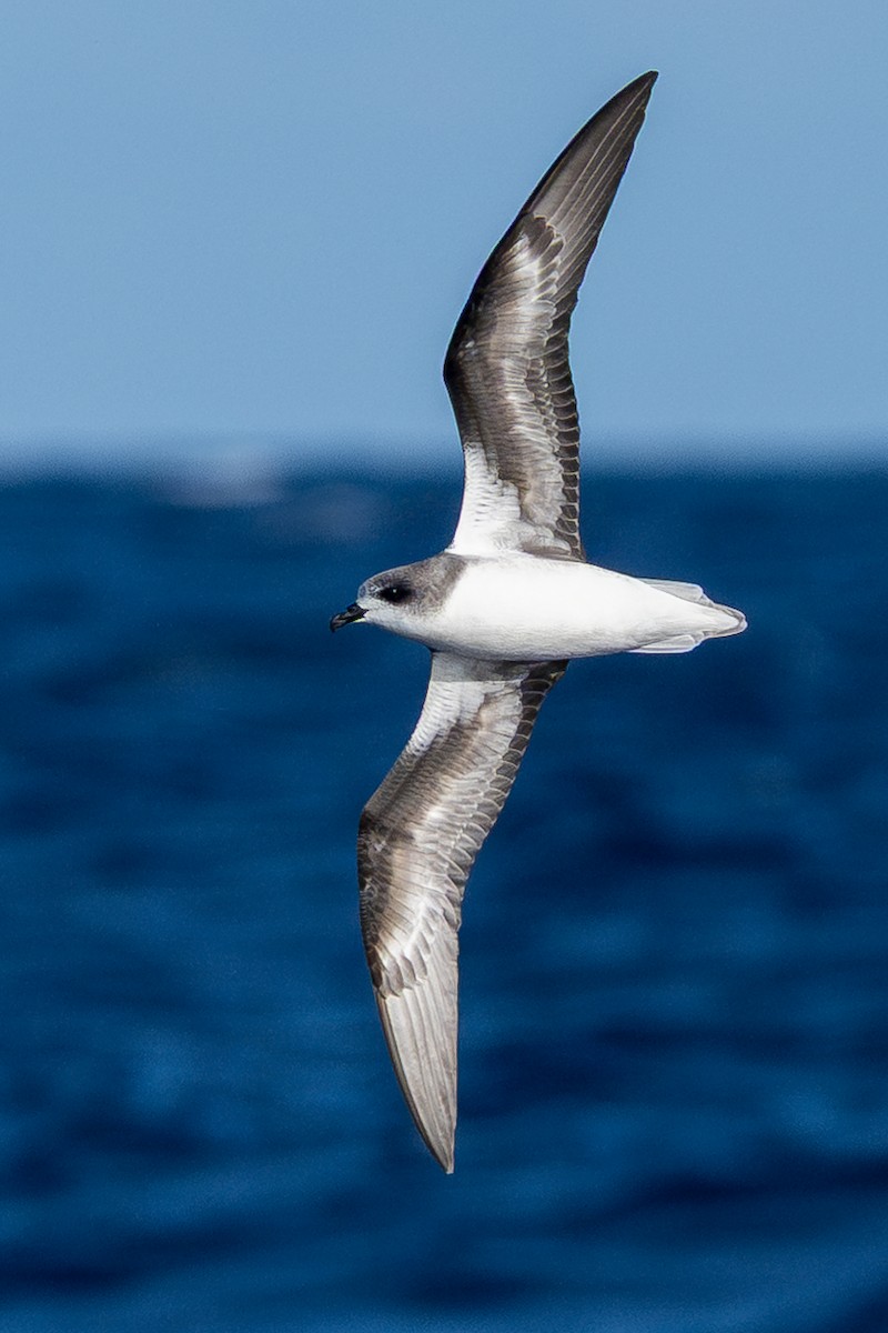 Petrel Freira - ML659662319