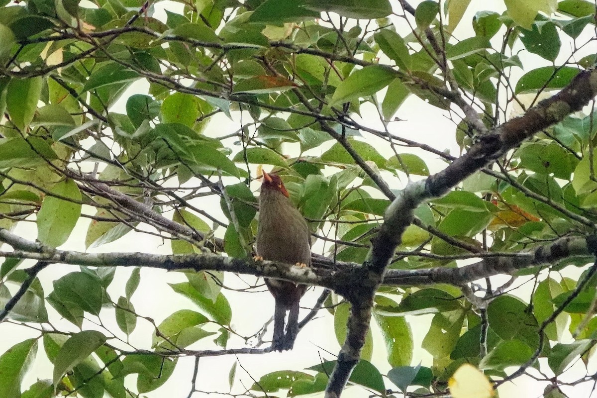 Chestnut-hooded Laughingthrush - ML659662320