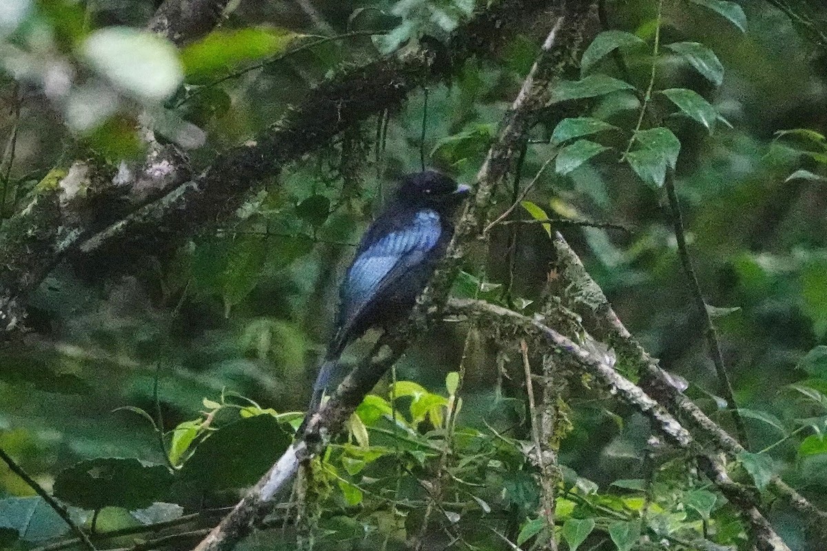 Hair-crested Drongo - ML659662331