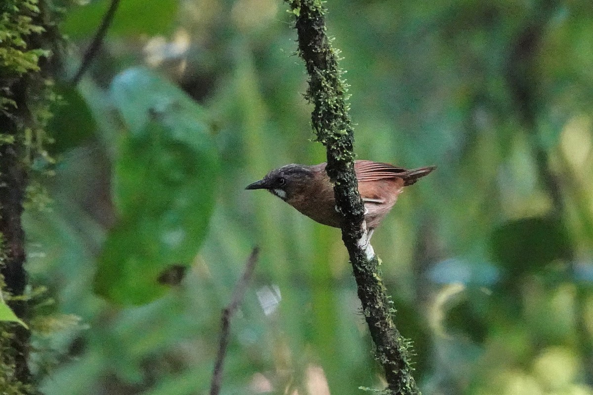 Gray-throated Babbler - ML659662356