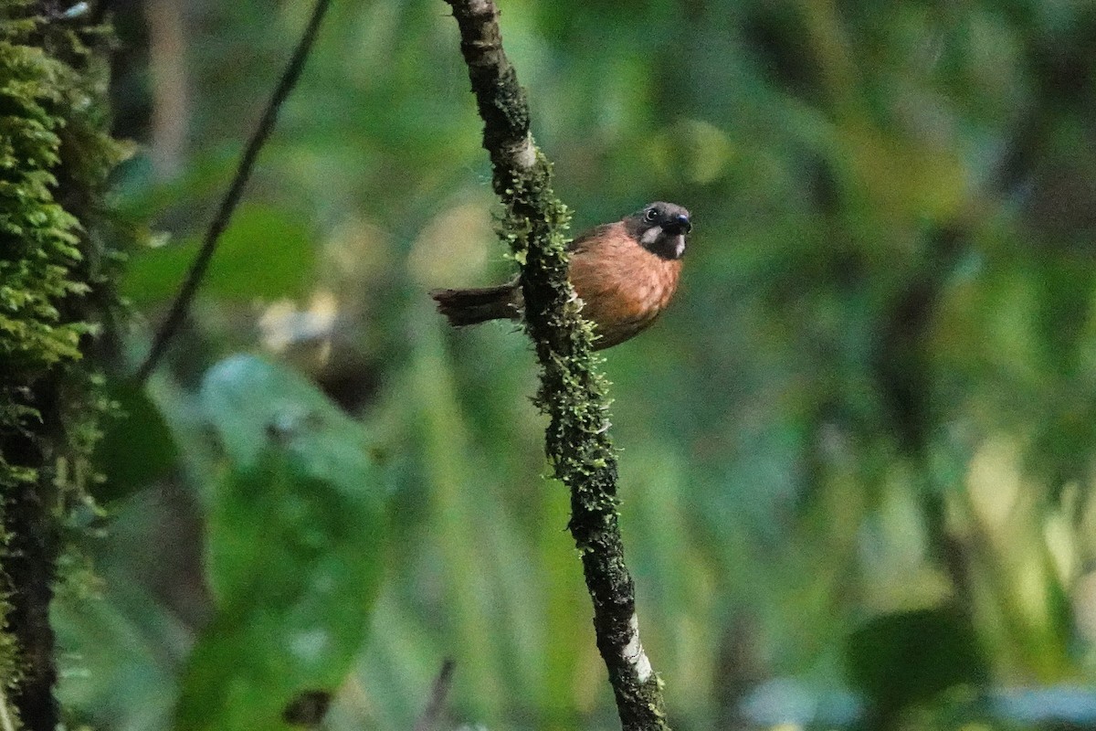 Gray-throated Babbler - ML659662357