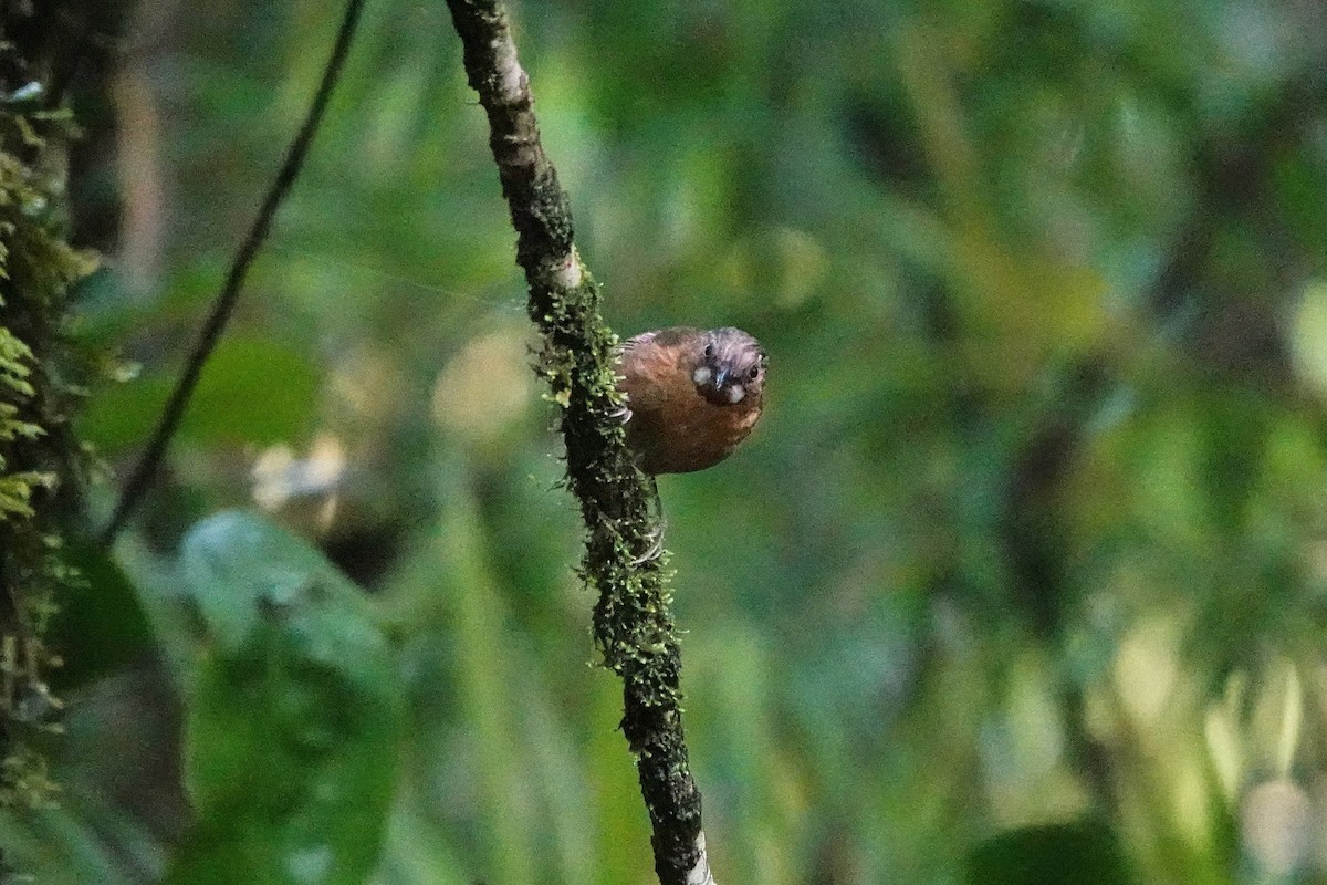 Gray-throated Babbler - ML659662358