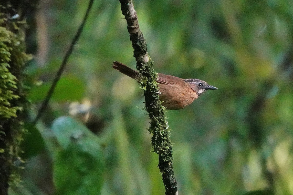 Gray-throated Babbler - ML659662359