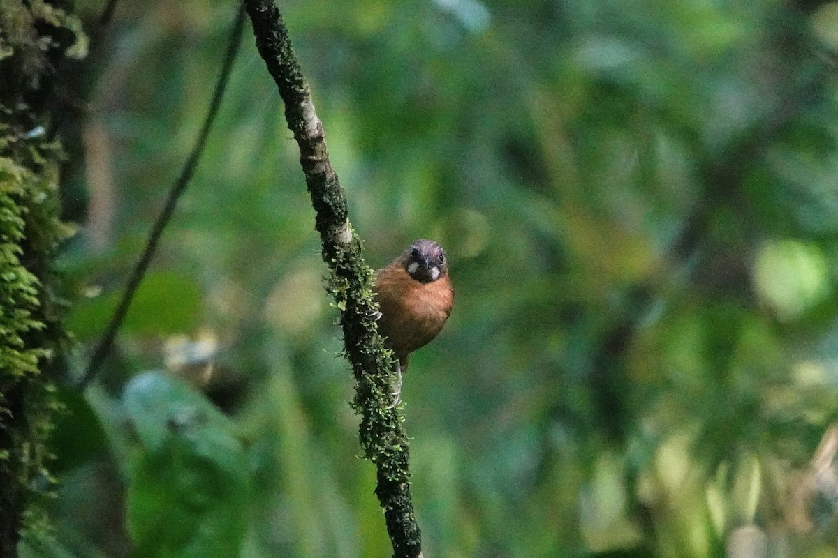 Gray-throated Babbler - ML659662360