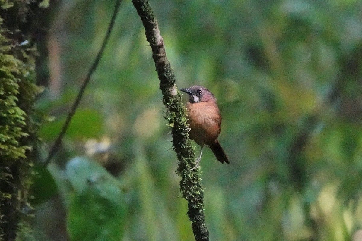 Gray-throated Babbler - ML659662361