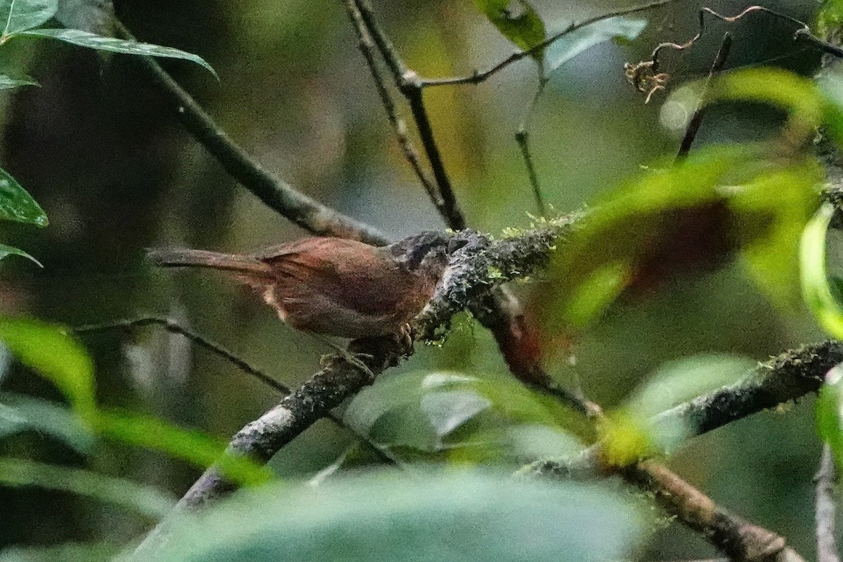 Gray-throated Babbler - ML659662362