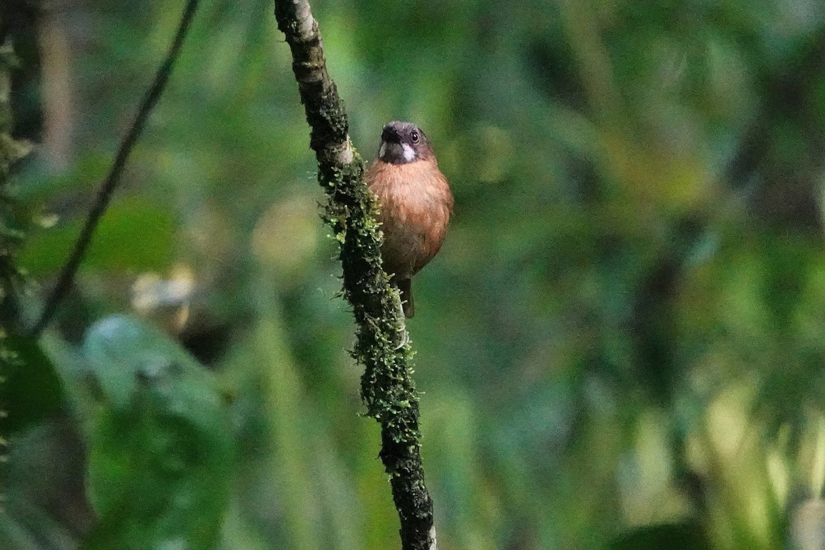 Gray-throated Babbler - ML659662363