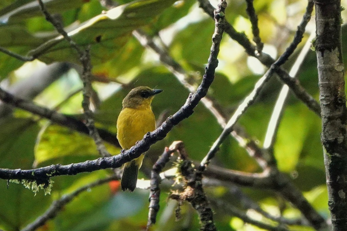 Bornean Whistler - ML659662366