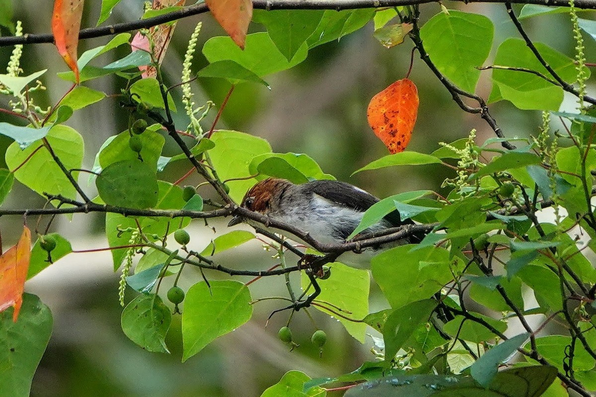Chestnut-crested Yuhina - ML659662371
