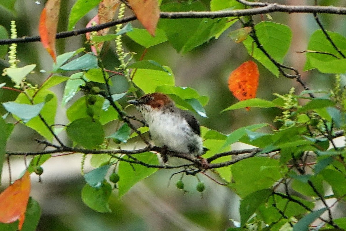 Chestnut-crested Yuhina - ML659662372