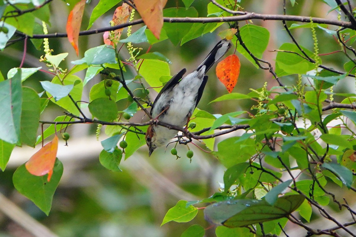 Chestnut-crested Yuhina - ML659662373