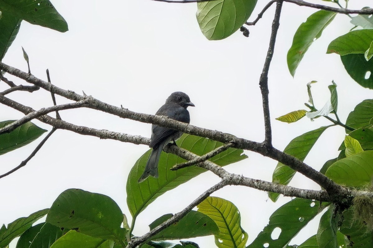 Ashy Drongo - ML659662394