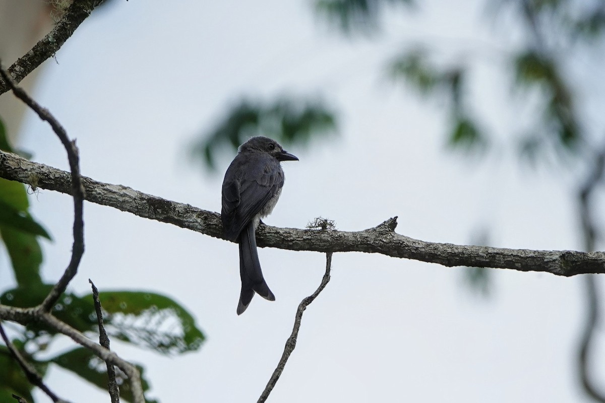 Ashy Drongo - ML659662395